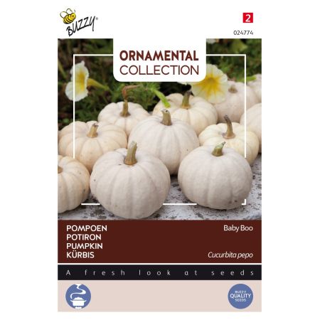 Buzzy Ornamental, Potiron Baby Boo - Buzzy Ornamental, Pompoen Baby Boo