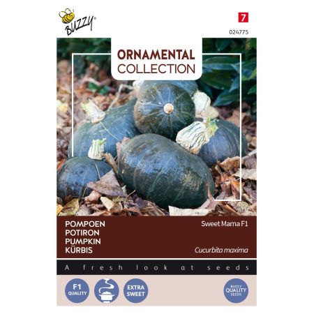 Buzzy Ornamental, Potiron Sweet Mama F1 - Buzzy Ornamental, Pompoen Sweet Mama F1