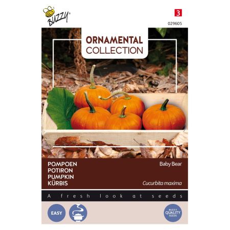 Buzzy Ornamental Potiron Baby Bear - Buzzy Ornamental Pompoen Baby Bear