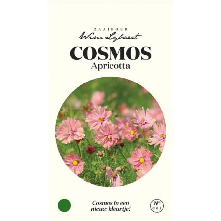 Cosmos Apricotta - Wim Lybaert Zaaigoed