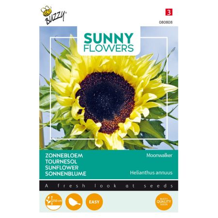 Buzzy Sunny Flowers, Tournesol Moonwalker - Buzzy Sunny Flowers, Zonnebloem Moonwalker