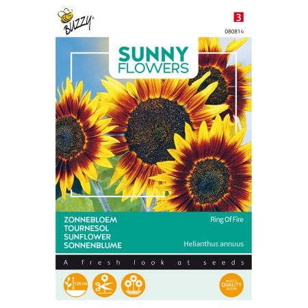 Buzzy Sunny Flowers, Tournesol Ring of Fire - Buzzy Sunny Flowers, Zonnebloem Ring of Fire