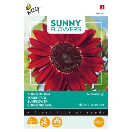 Buzzy Sunny Flowers, Tournesol Moulin Rouge - Buzzy Sunny Flowers, Zonnebloem Moulin Rouge