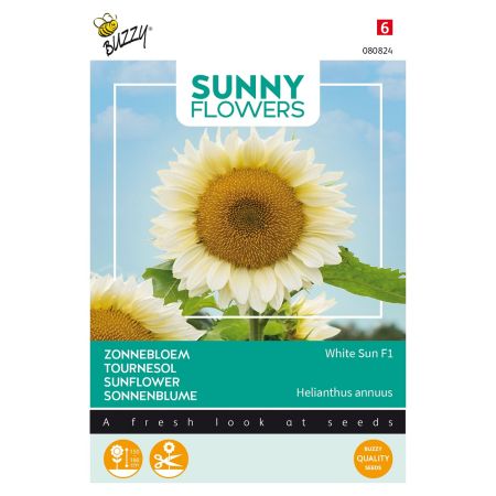 Buzzy Sunny Flowers, Tournesol White Sun F1 - Buzzy Sunny Flowers, Zonnebloem White Sun F1