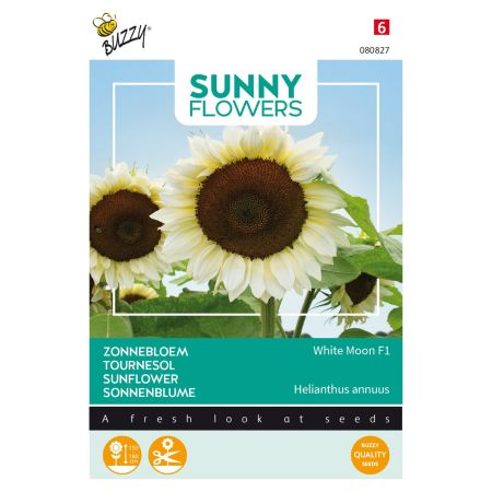 Buzzy Sunny Flowers, Tournesol White Moon F1 - Buzzy Sunny Flowers, Zonnebloem White Moon F1