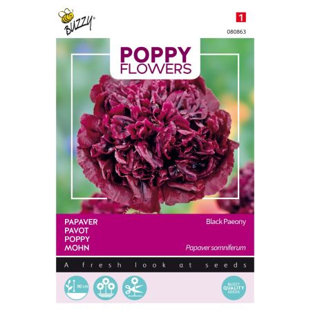 Buzzy Poppy Flowers, Pavot Black Paeony - Buzzy Poppy Flowers, Papaver Black Paeony