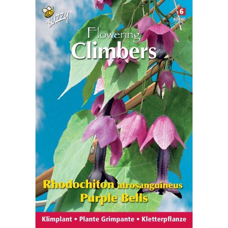Buzzy Climbing Flowers, Rhodochtion violets - Buzzy Climbing Flowers, Rhodochiton, Purple Bells