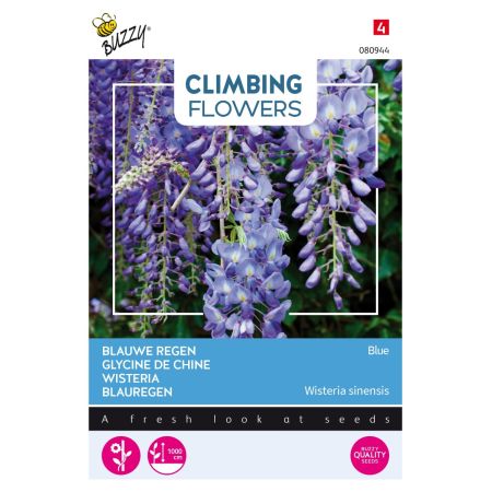 Buzzy Climbing Flowers, Wisteria Bleu - Buzzy Climbing Flowers, Wisteria, Blauwe regen