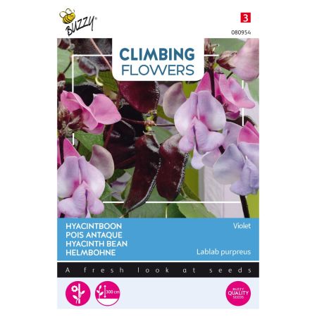 Buzzy Climbing Flowers, Dolichos lablab Violet - Buzzy Climbing Flowers, Dolichos lablab, Hyacinthboon