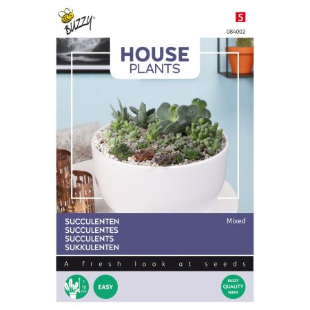 Buzzy House Plants Mixed Succulentes - Buzzy House Plants Mixed Succulents, vetplanten