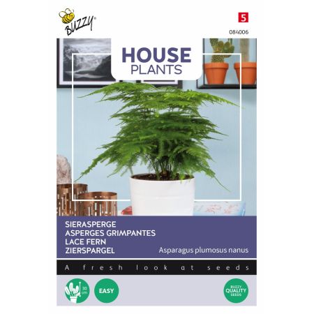 Buzzy House Plants Asparagus, Asperges Grimpantes - Buzzy House Plants Asparagus, Sierasperge
