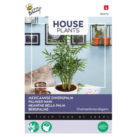 Buzzy House Plants Chamaedorea, Palmier nain - Buzzy House Plants Chamaedorea, Dwergpalm