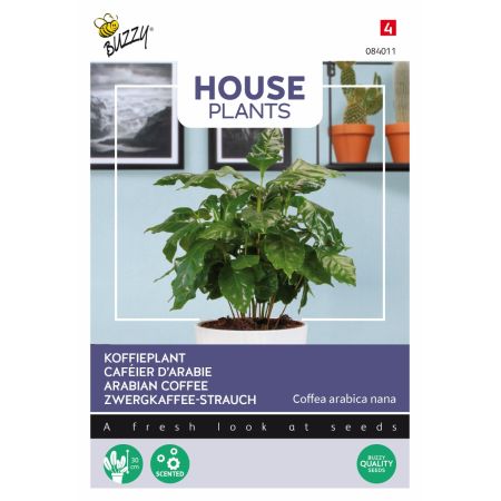 Buzzy House Plants Coffea Arabica, Caféier d'Arabie - Buzzy House Plants Coffea Arabica, Koffieplant