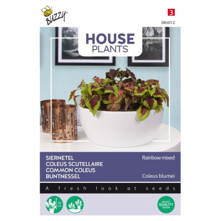 Buzzy House Plants Coleus Rainbow mix - Buzzy House Plants Coleus, Siernetel Rainbow mix