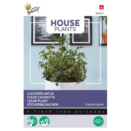Buzzy House Plants Cuphea Fleur cigarette - Buzzy House Plants Cuphea, Luciferplantje