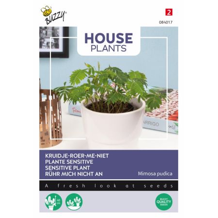 Buzzy House plants Mimosa pudica - Buzzy House Plants Mimosa pudica, Kruidje roer me niet