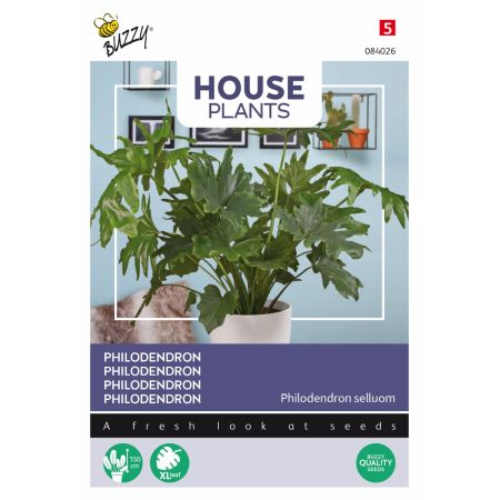 Buzzy House Plants Philodendron Selluom