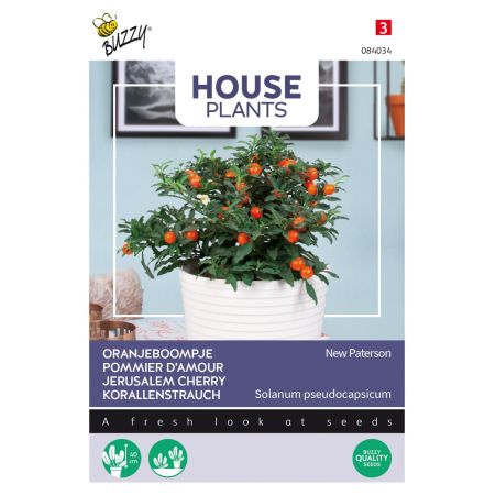 Buzzy House Plants Solanum Jubilee - Buzzy House Plants Solanum, Oranjeboompje Jubilee