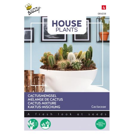 Buzzy House plants Cactee, Mélange de différentes espèces - Buzzy House Plants Cactus mengsel