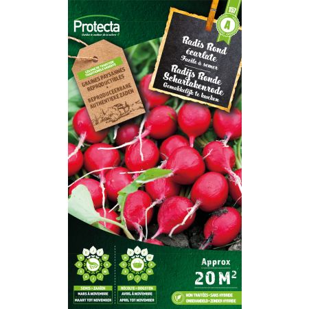 Radis Rond écarlate – Protecta Graines paysanne