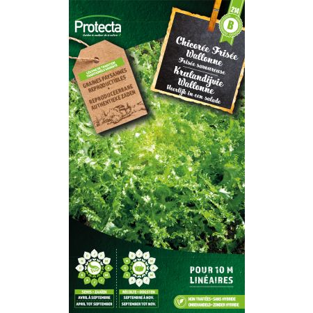 Chicorée Frisée Wallonne- Protecta Graines paysanne