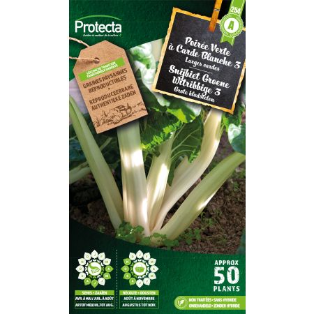 Poirée Verte à Carde Blanche 3- Protecta Graines paysanne