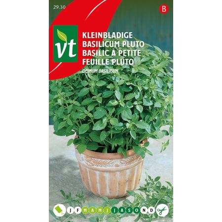 Basilic Pluto A Petites Feuilles - Basilicum Kleinbladige Pluto