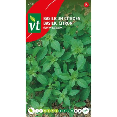 Basilic Citron - Basilicum Citroen