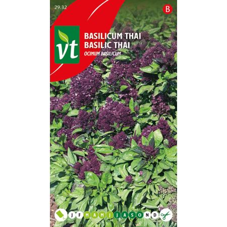 Basilic Thai - Basilicum Thai