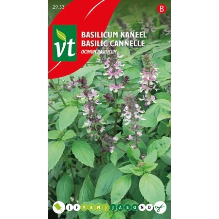 Basilic Cannelle - Basilicum Kaneel
