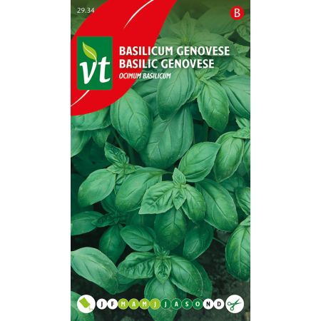 Basilic Genovese - Basilicum Genovese