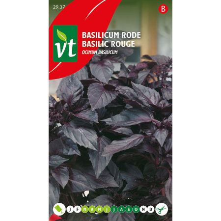 Basilic Rouge - Basilicum Rode