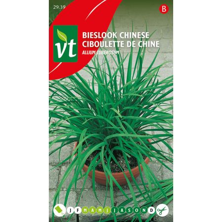 Ciboulette De Chine - Bieslook Chinese