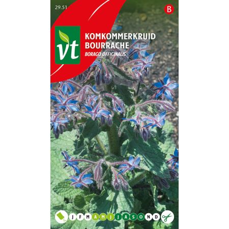 Bourrache - Komkommerkruid
