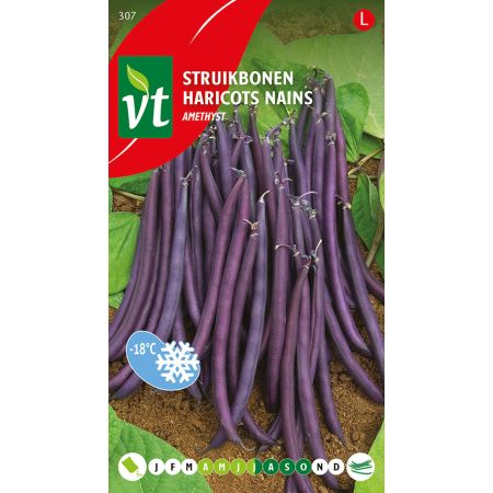 Haricots Nains Amethyst - Bonen Amethyst
