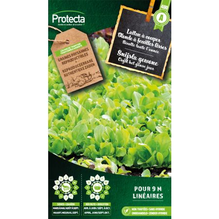 Laitue à couper Blonde à feuilles lisses – Protecta Graines paysanne
