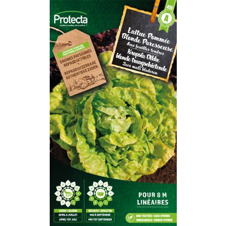 Laitue Pommée Blonde Paresseuse – Protecta Graines paysanne