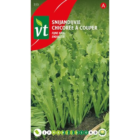Chicoree A Couper Endivette - Andijvie Snij Fijne Krul