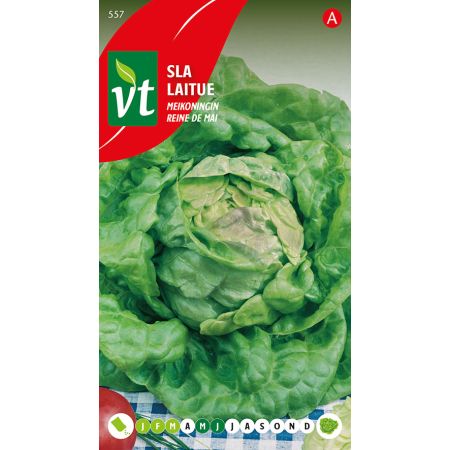Laitue Reine De Mai - Sla Meikoningin