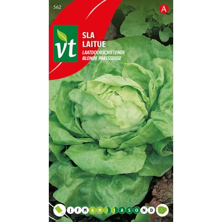 Laitue Blonde Paresseuse - Sla Laatdoorsschietende