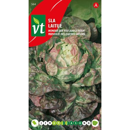 Laitue Merveille Des Quatres Saisons - Sla Wonder Der 4 Jaargetijden
