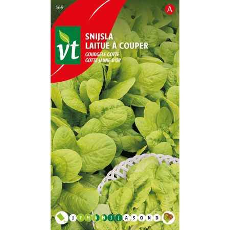 Laitue A Couper Gotte Jaune D'Or - Sla Snijsla Goudgele Gotte