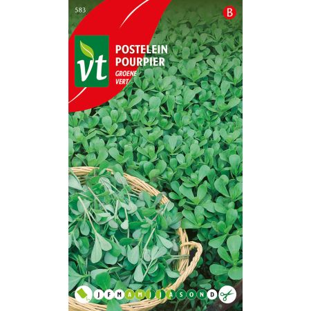 Pourpier Vert - Postelein Groene
