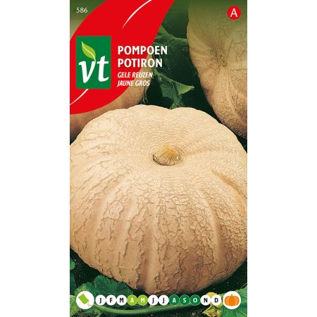 Potiron Jaune Gros    - Pompoen Gele Reuzen