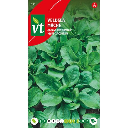 Mache Verte De Cambrai - Veldsla Groene Cambrai