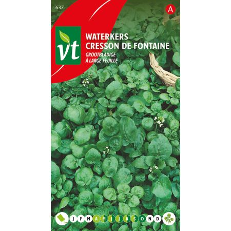 Cresson De Fontaine A Large Feuille - Waterkers Grootbladige
