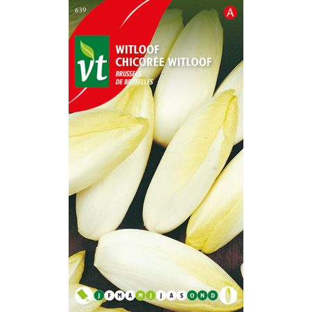 Chicoree Witloof De Bruxelles - Witloof Brussels