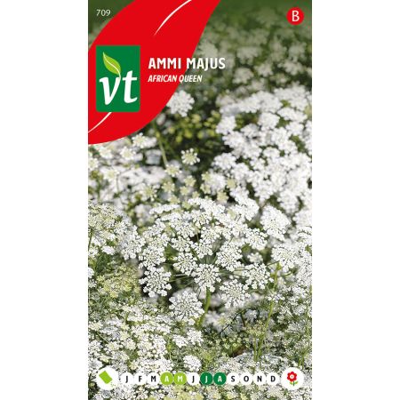 Ammi Majus