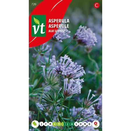 Asperule Blue Surprise - Asperula Blue Surprise