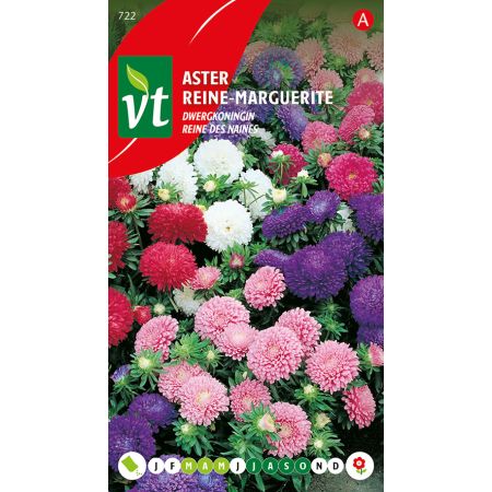 Aster Reine Naine - Aster Dwergkoningin